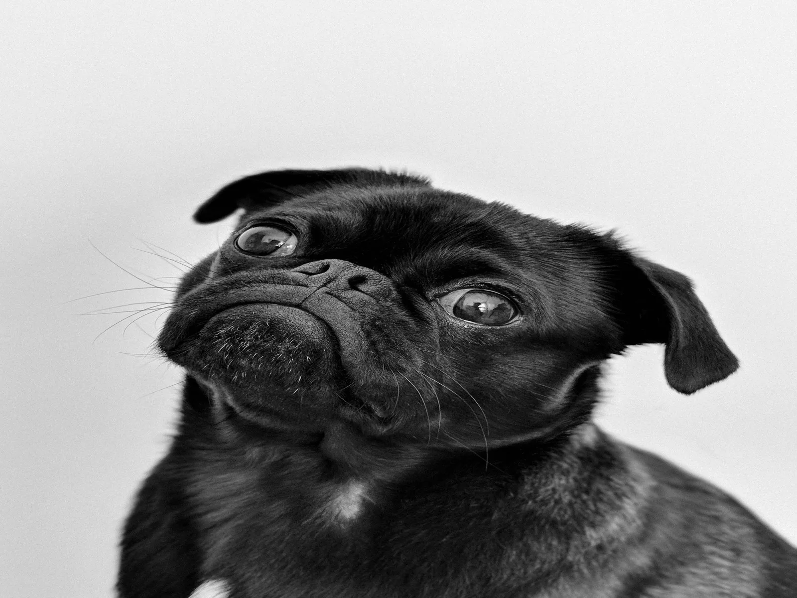 Dog companion representing pet families in Rajasthan