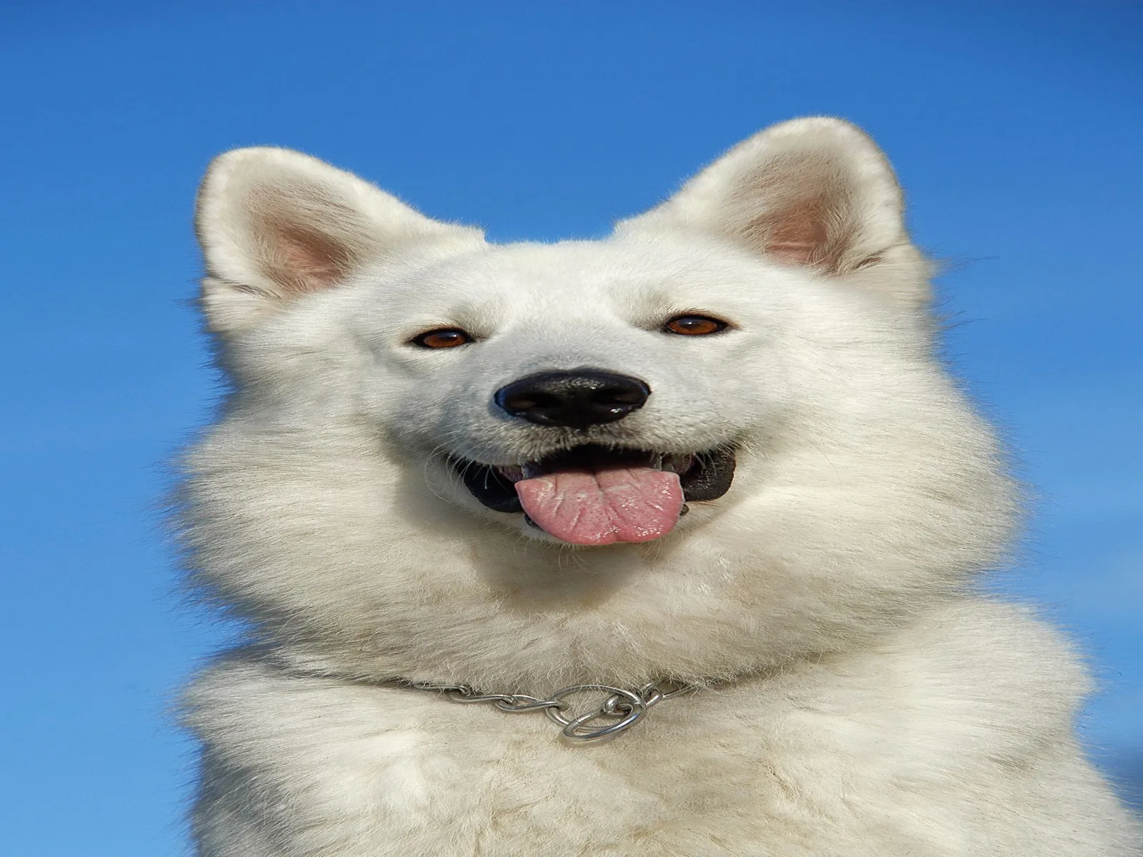 Dog companion representing pet families in Tamil Nadu