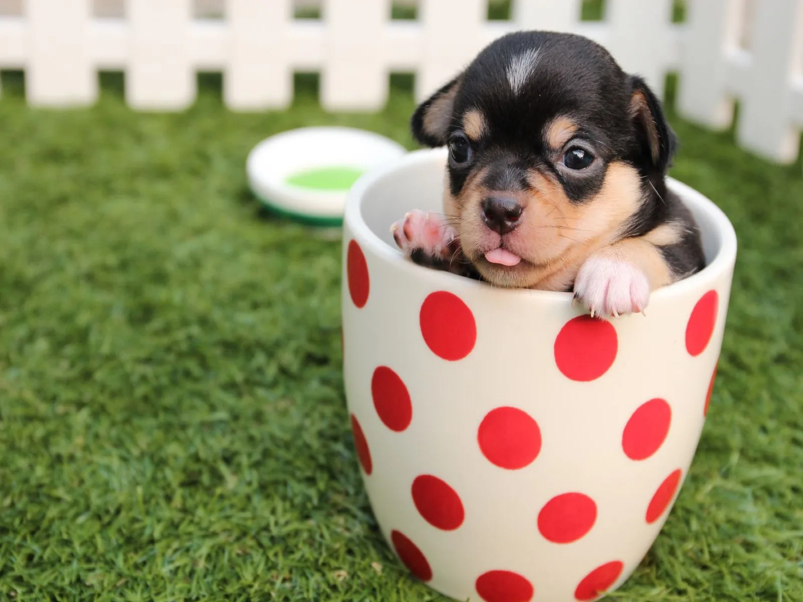 Dog companion representing pet families in Telangana