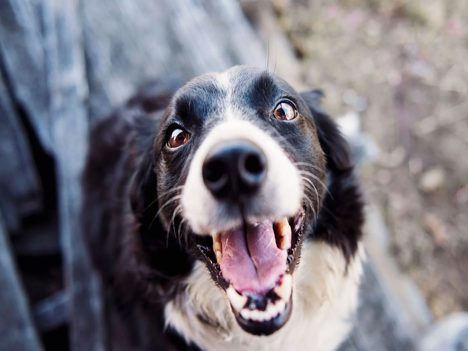 Dog companion representing pet families in Uttar Pradesh