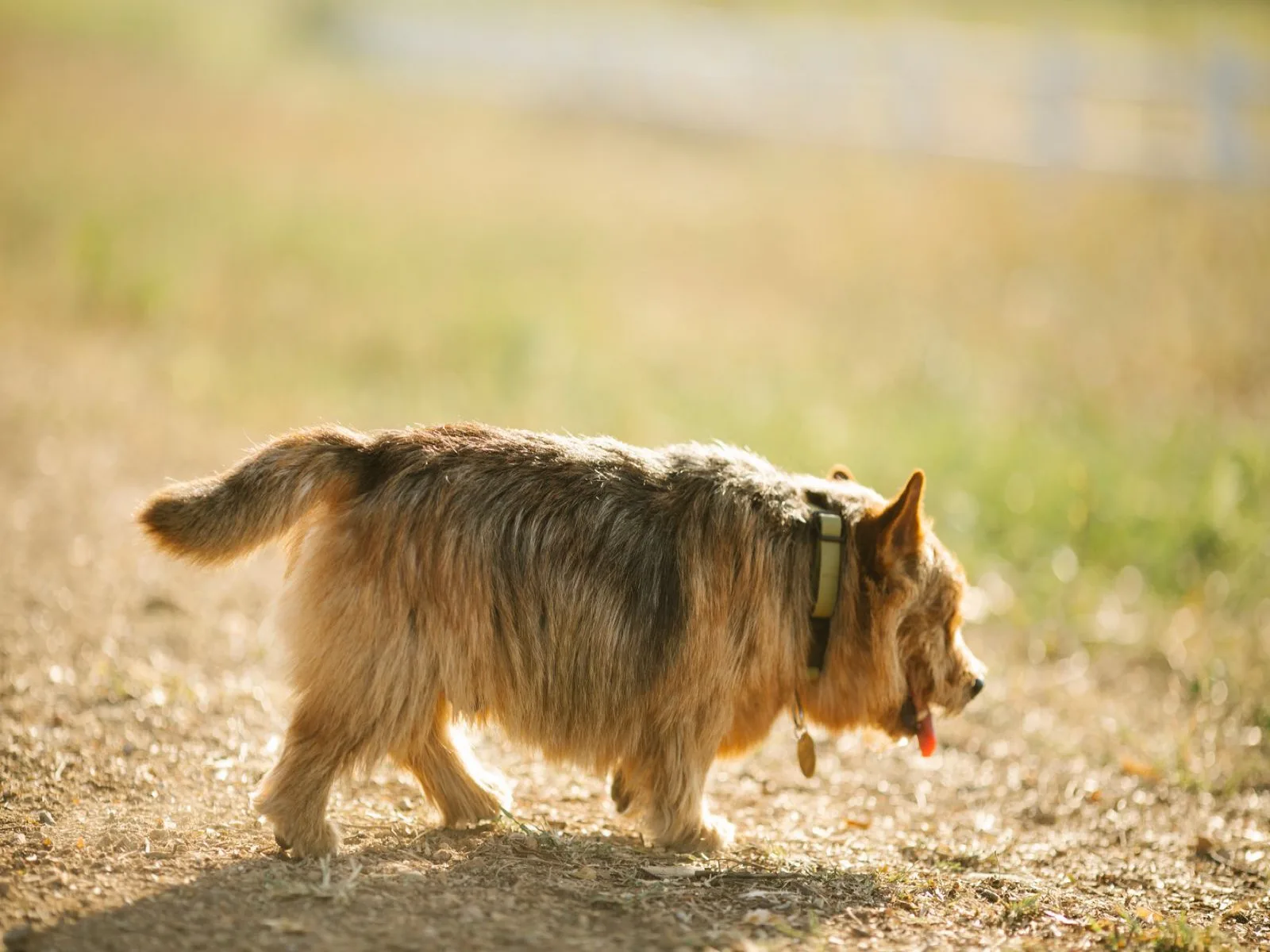Dog illustrating India climate and wellness planning topics
