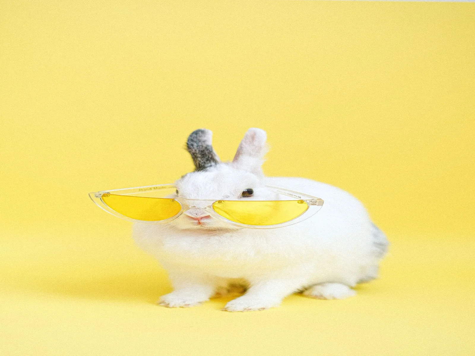 Dog illustrating guavaid pet records planning