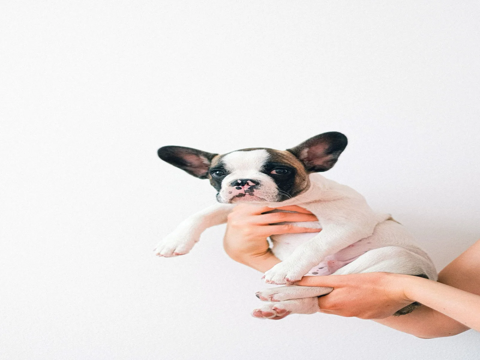 Dog illustrating indie dog health india planning
