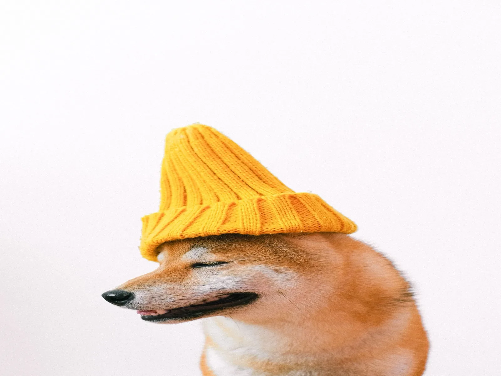 Dog illustrating pet insurance claims india planning